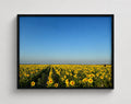 Cuadro decorativo enmarcado de campo de girasoles 80x60 cm