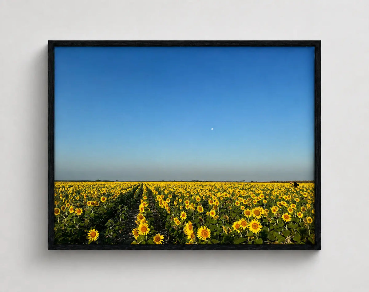 Cuadro decorativo enmarcado de campo de girasoles 80x60 cm